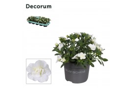 Calibrachoa minifamous double white decorum
