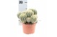 Cactus Notocactus Warassi 
