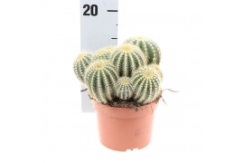 Cactus Notocactus Warassi