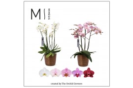 Phalaenopsis mix marvellous mix 50+ flowers in jess old camel metal mi