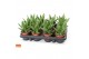 Aloe perfoliata ROCKS - Aloe perfoliata 8,5 