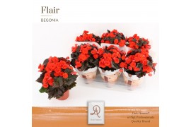 Begonia mocca orange DolcAmore® Flair