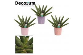Sansevieria cylindrica double boncellensis decorum in romy party love