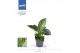 Philodendron KARMA White Stripe | Veenvrij | 9cm 