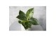 Philodendron KARMA White Stripe | Veenvrij | 9cm 