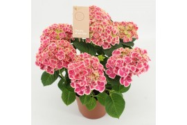 Hydrangea macr. tivoli roze 5/6 bloem