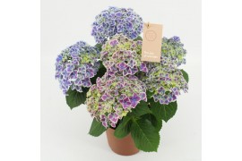 Hydrangea macr. tivoli blue 5/6 bloem