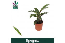 Calathea elgergrass