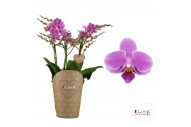 Phalaenopsis roze Duetto Friday Flirt Multi Paars 60+