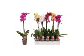 Phalaenopsis mix 5 kleuren vertakt 1 tak 9+
