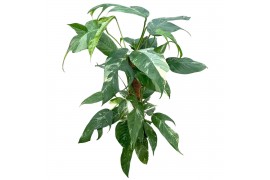 Epipremnum pinnatum variegata mosstok