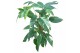 Epipremnum pinnatum variegata mosstok 