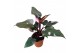 Philodendron pink princess 