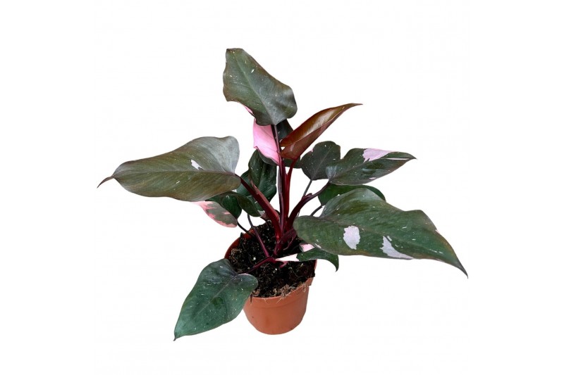 Philodendron pink princess 