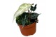 Alocasia polly variegata 