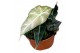 Alocasia polly variegata 