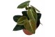 Philodendron melanochrysum 