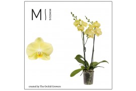 Phalaenopsis floriclone mirage Mimesis Phal. Mirage - 2 spike 12cm