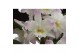 Dendrobium nobile star class lilac kumiko 3 tak classic 