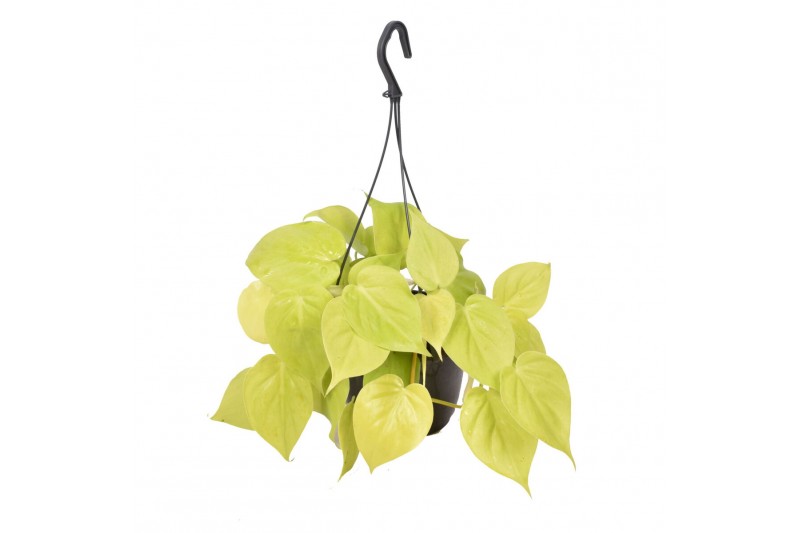 Philodendron scandens subsp. micans lime in hangpot 