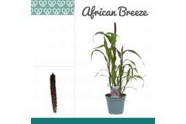 Pennisetum purple baron african breeze