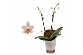 Phalaenopsis minimark 2 tak