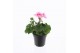 Pelargonium zonale grp f1 white pink longlifre 