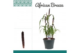Pennisetum purple baron african breeze