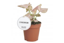 Syngonium Strawberry