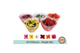 Kalanchoe mix Single mix