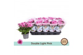 Chrysanthemum ind. dynamic double light pink