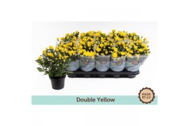 Chrysanthemum ind. mount carmel dubbelbloemig double yellow