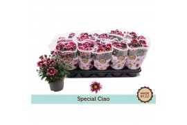 Chrysanthemum ind. ciao special
