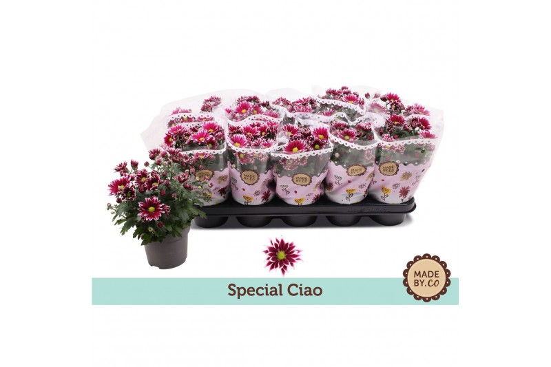 Chrysanthemum ind. ciao special 