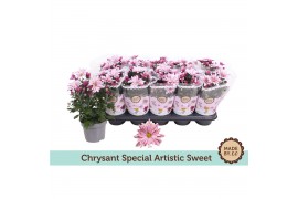 Chrysanthemum ind. artistic rosy special