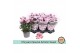 Chrysanthemum ind. artistic rosy special 