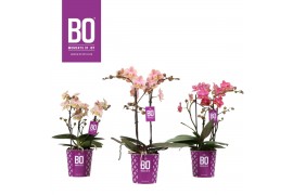 Phalaenopsis multiflora mix 2 tak bo fragrance