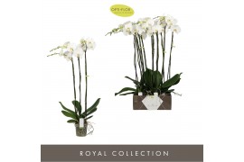 Phalaenopsis wit Bijoux Diamond 3spike