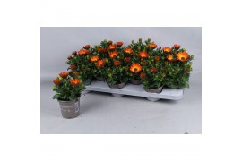 Osteospermum margarita orange flare oranje