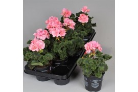Pelargonium zonale roze