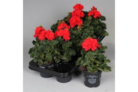 Pelargonium zonale rood
