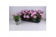 Osteospermum margarita lilac paars 