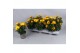 Osteospermum margarita yellow geel 