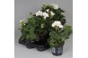 Pelargonium zonale wit