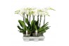 Phalaenopsis wit BO Funda P15 White 3/4spike A2