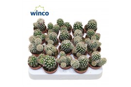 Cactus Mammillaria Gracilis