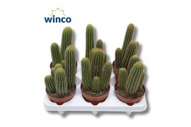 Cactus Trichocereus Huascha ssp.