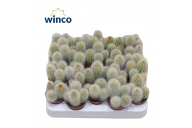 Cactus Espostoa Senilis