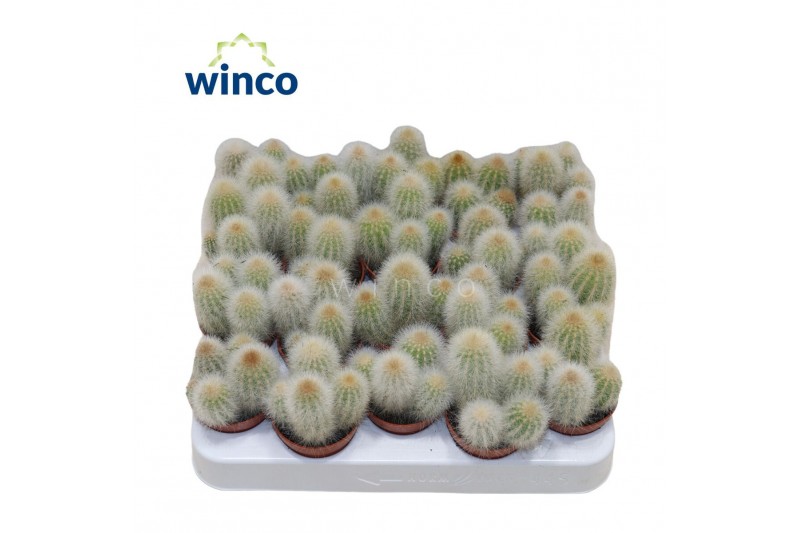 Cactus Espostoa Senilis 