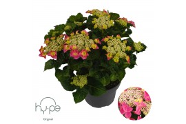 Hydrangea macrophylla lacecap pink 7+